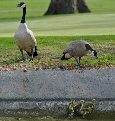 Encouraging the Gosslings