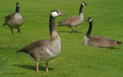 ?Greater White-fronted Goose? Canada Geese
