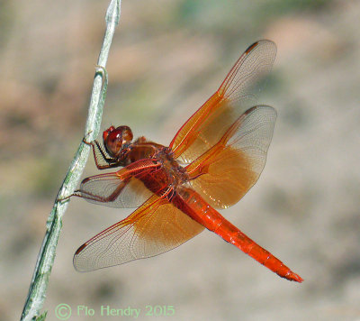 Flame Skimmer Dragonfly - male