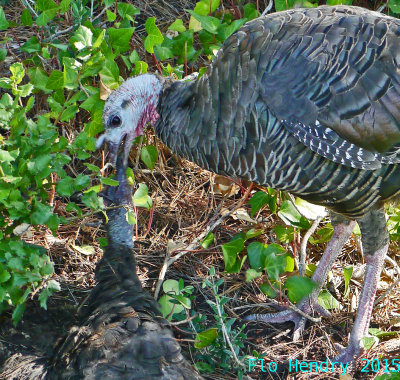 turkey eating turkey_1.jpg