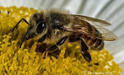 Western Honey Bee on Daisy