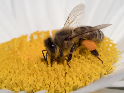 Honey Bee on Daisy RAW orig.jpg