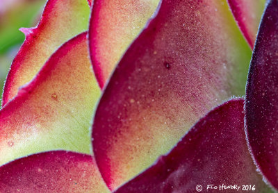 Succulant abstract.jpg