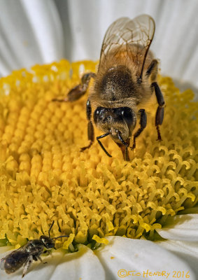Exceptional Pollinator