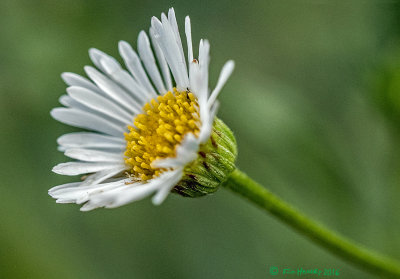 Tiny Daisy