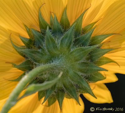Behind the Sunflower