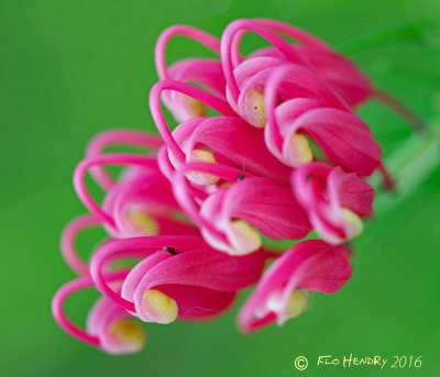 Tiny curvy flowers