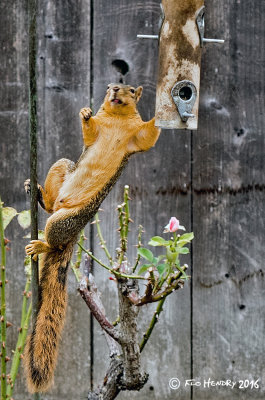 squirrel raiding feeder cropped sig.jpg