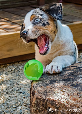 Sydney with Green Ball - 10 weeks old