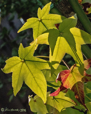 Green Backlit Leaves