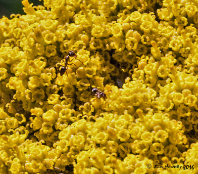 Yellow Yarrow with Ants