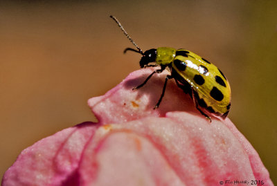 Western Spotted Cucumber Beetle