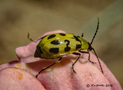 Western Spotted Cucumber Beetle