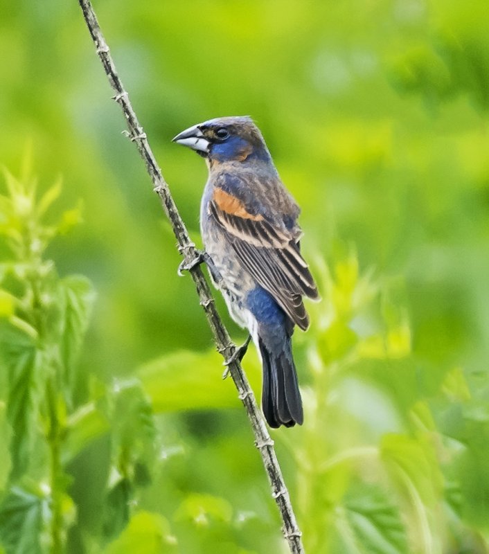 Blue Grosbeak (male)