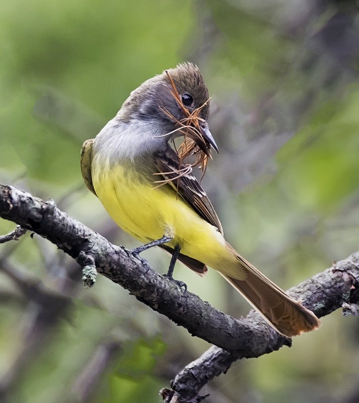 Great Crested Flycatcher