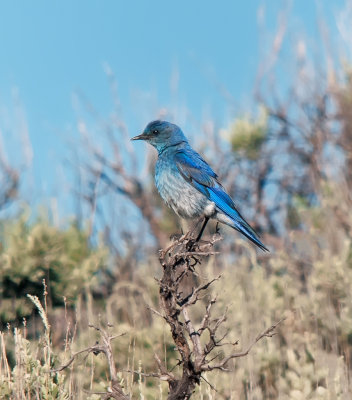 Mountain Blue Bird (male)