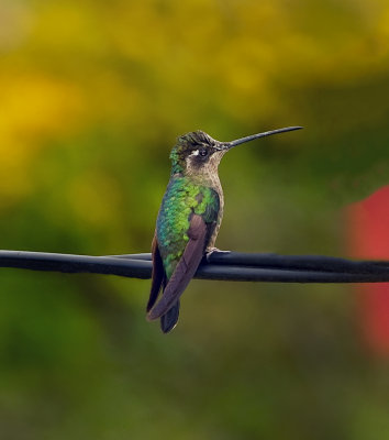 White-bellied Mountain gem Hummingbird