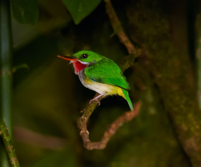 San Pedrito (Puerto Rican Tody)