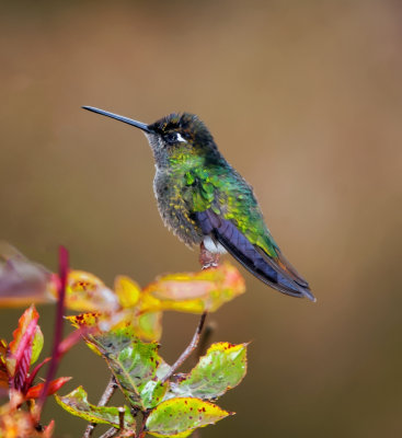 Volcano Hummingbird