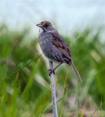 Seaside Sparrow