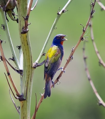 Painted Bunting