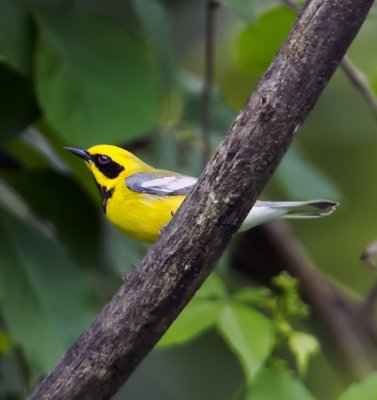 Lawrence's warbler