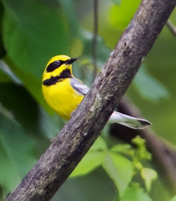 Lawrence's warbler