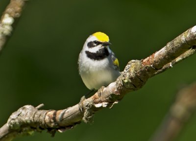 Golden-winged Warbler