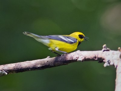Lawrence's warbler
