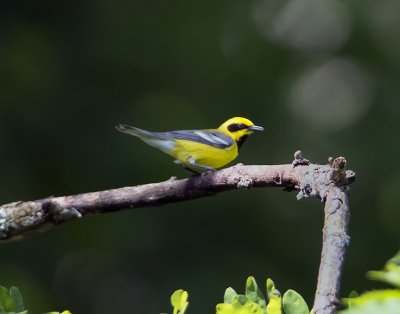 Lawrence's warblers