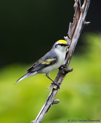 Brewster's Warbler