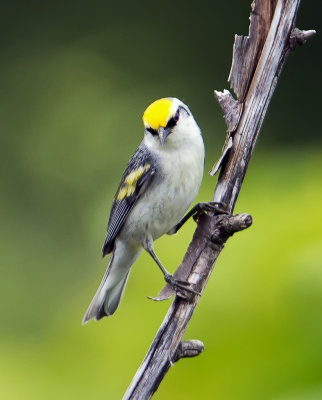 Brewster's Warbler