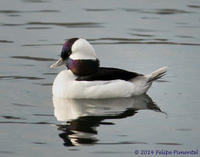 Bufflehead (male)