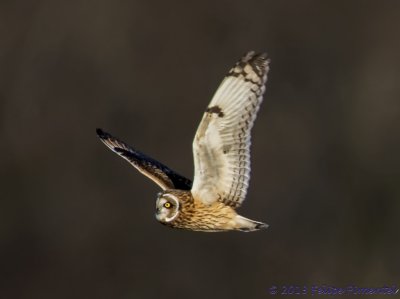 Short-eared Owl