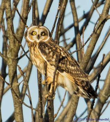 Short-eared Owl