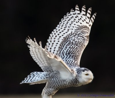 Snowy Owl