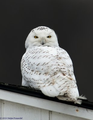 Snowy Owl