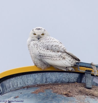 Snowy Owl