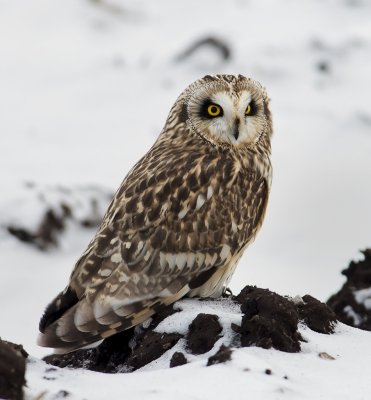 Short-eared Owl