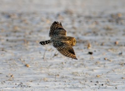 Short-eared Owl