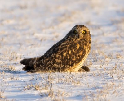 Short-eared Owl