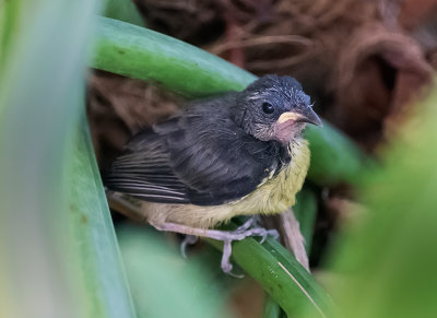 This is a baby-Reinita (Bananaquit).