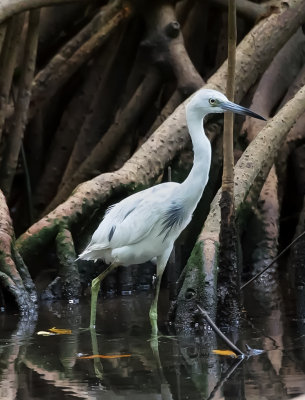 Garza Azul or Little Blue Heron (Juvenile).