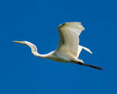 Great Egret (Garza Real).