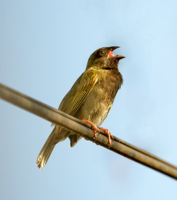 Black faced Grassquit (Gorrin Negro). 