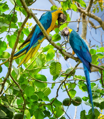 Macaws (Ara ararauna or Guacamayos).