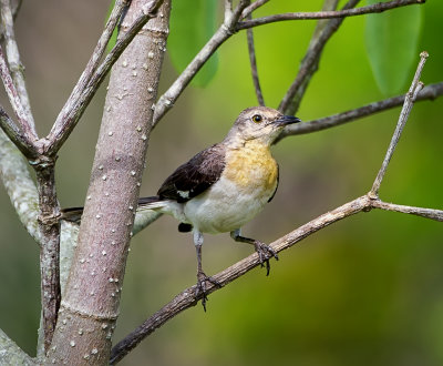 Ruiseor (Tropical Mockingbird).