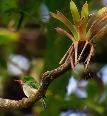 San Pedrito (Puerto Rican Tody)