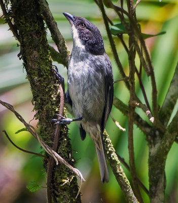 Llorosa (Puerto Rican Tanager)