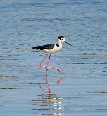 Black-necked Stilt (Viuda).